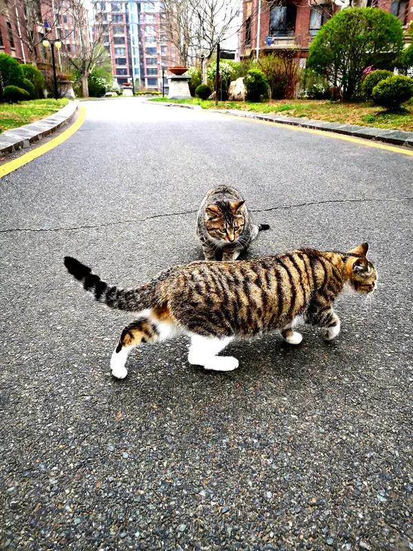 怒炸热搜！韩国疑似发生性侵猫咪事件，网友怒喊死刑，法律却最多判3年？
 
家人们