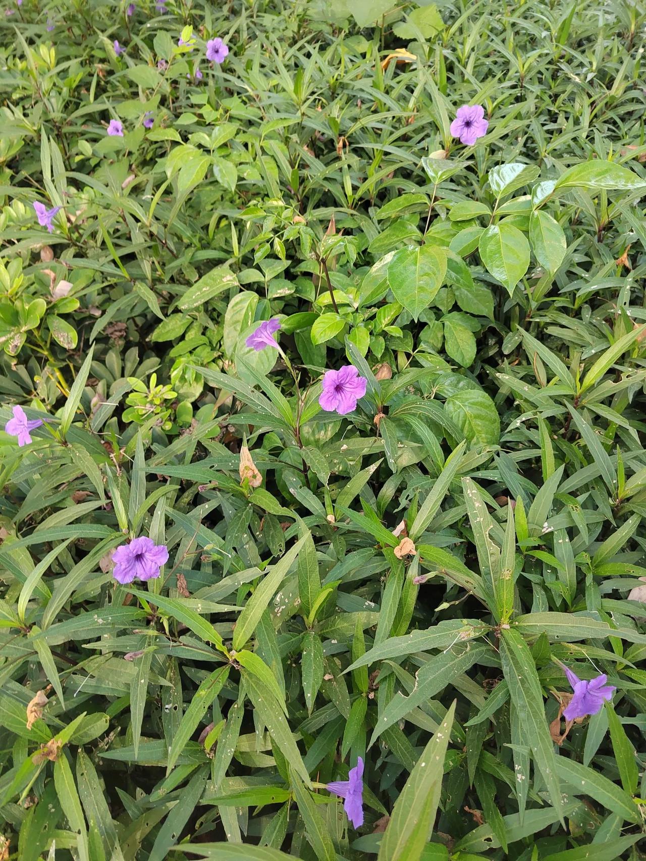 上联：花前我是题诗客，诚邀下联屋后她是种花人。