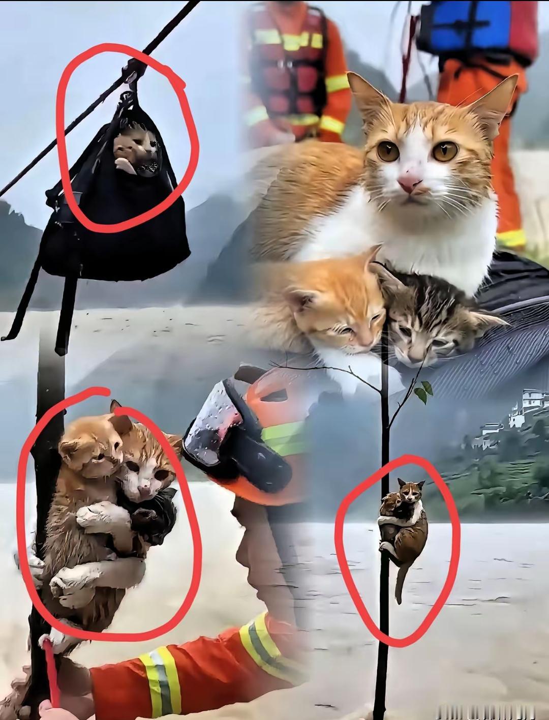 洪水中这只可怜的猫，抱着自己的两个孩子，使劲抓住了一棵树，就这样艰难的坚持着，湍