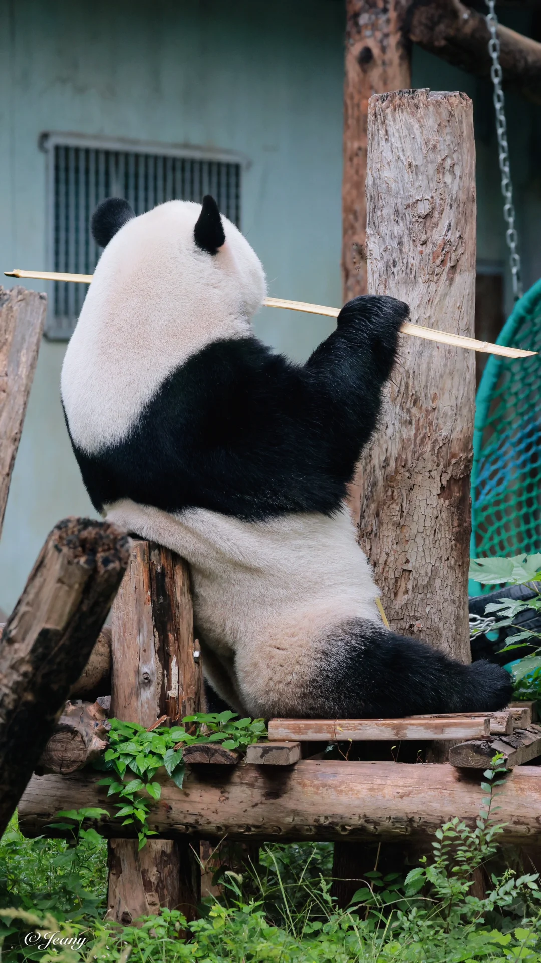 近几日的萌兰📷心情超好享受阳光眼里有光🐼