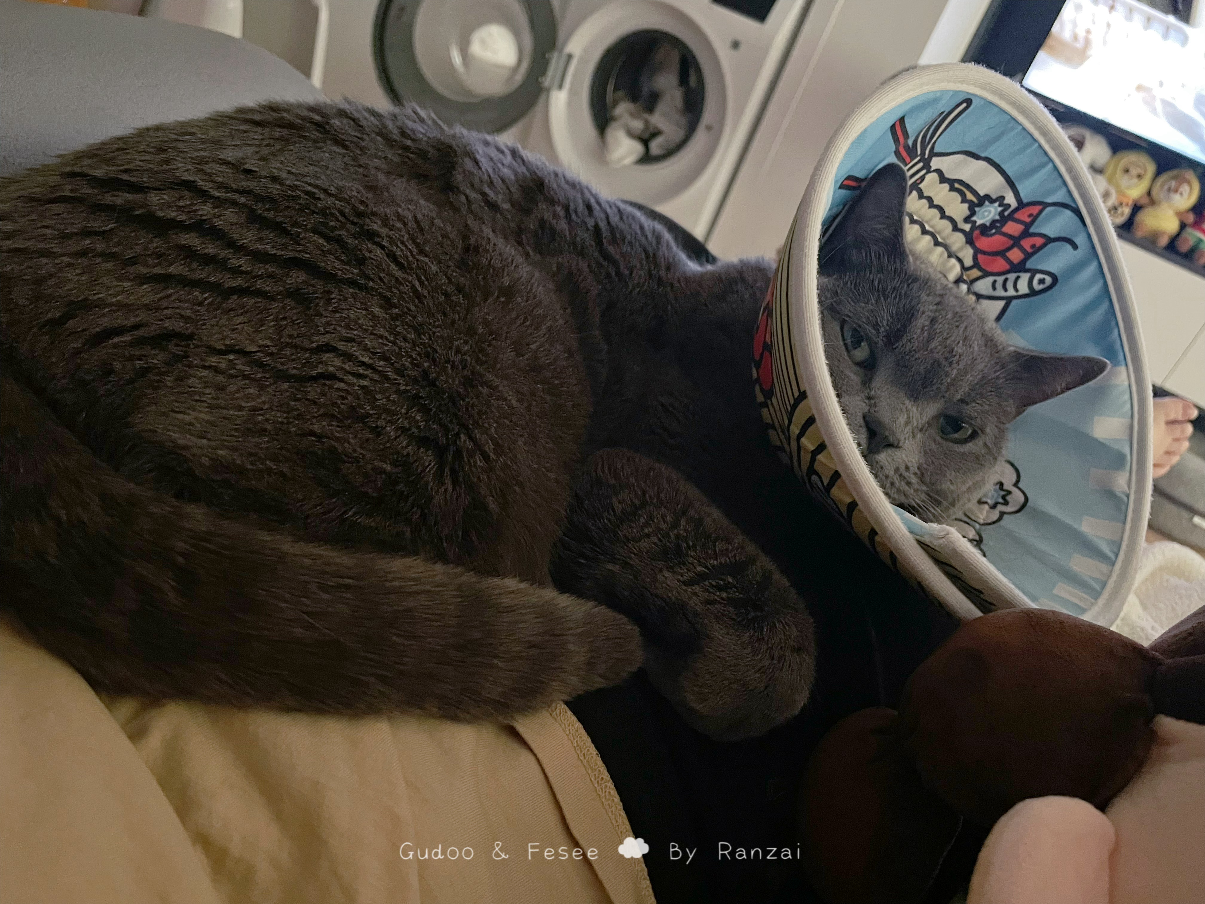 小菇又又又又又抓破寄几朵朵都戴圈圈了又变成超级无敌嗲的小宝贝！[awsl]#菇冬