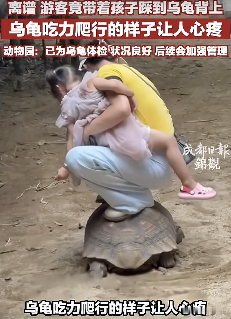 广东佛山，某动物园内，抱着孩子踩在乌龟背上的家长，可能是觉得好玩吧，不知道当看到