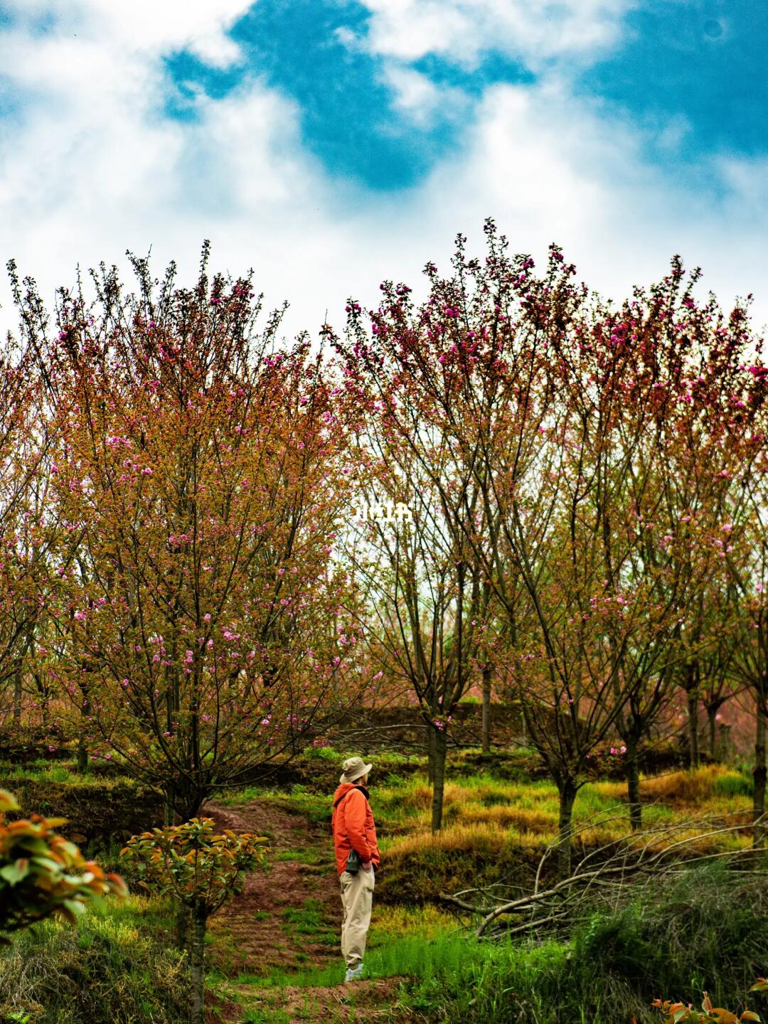 成都1.5h徒步摘野菜，深山里的晚樱花正当时