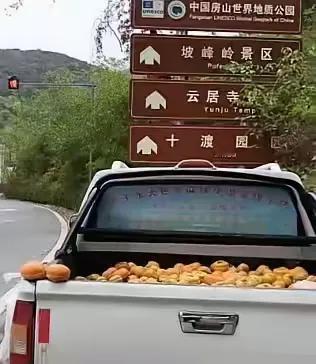 “这招绝了！” 北京，一名男子家里柿子太多，活也多，没空看摊，直接上山摘了一车柿