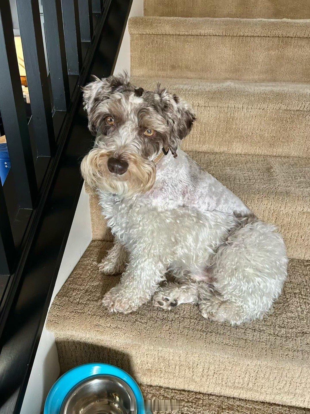 吉哥在原生家庭虽然和狗爸狗妈玩得开心，但是他每张照片的眼神都是瓜兮兮的有点抑郁的