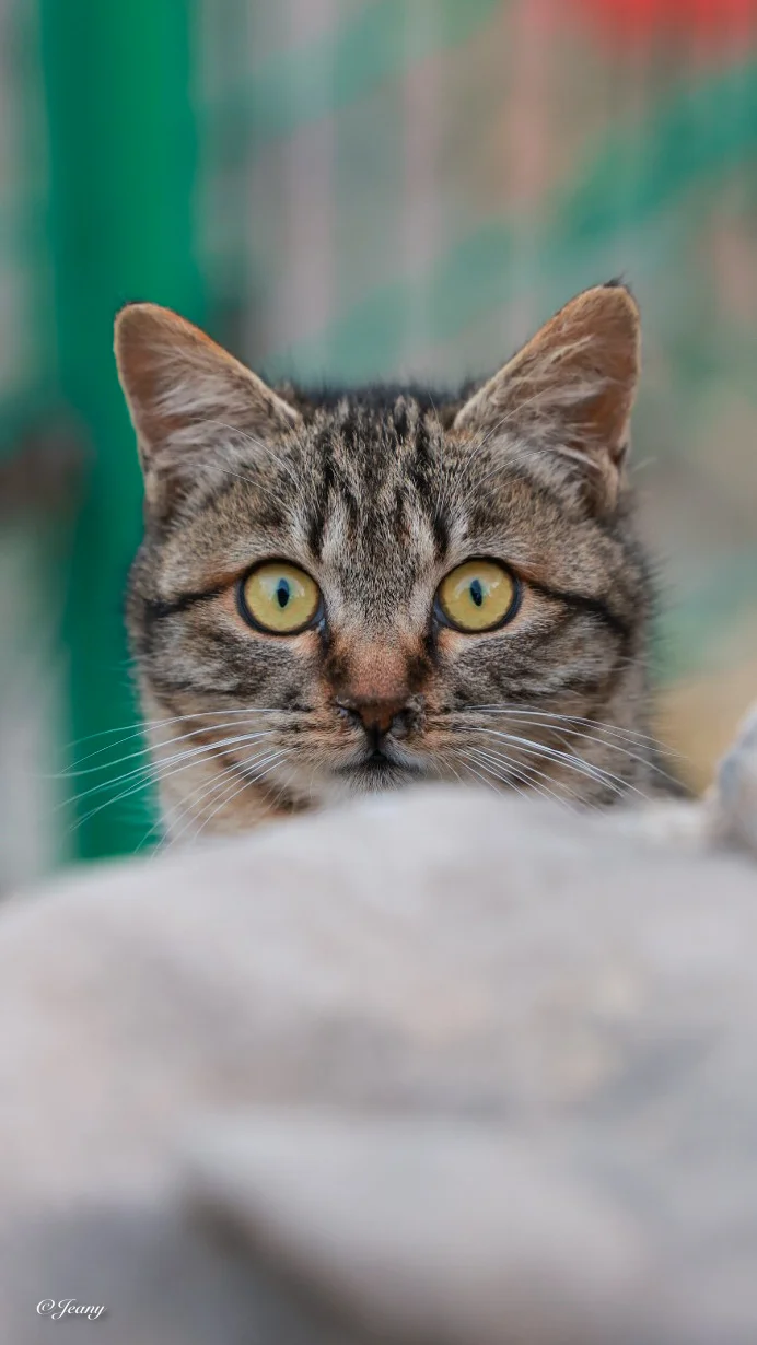 公园散步偶遇一只小可爱🐈狸猫真俊😍