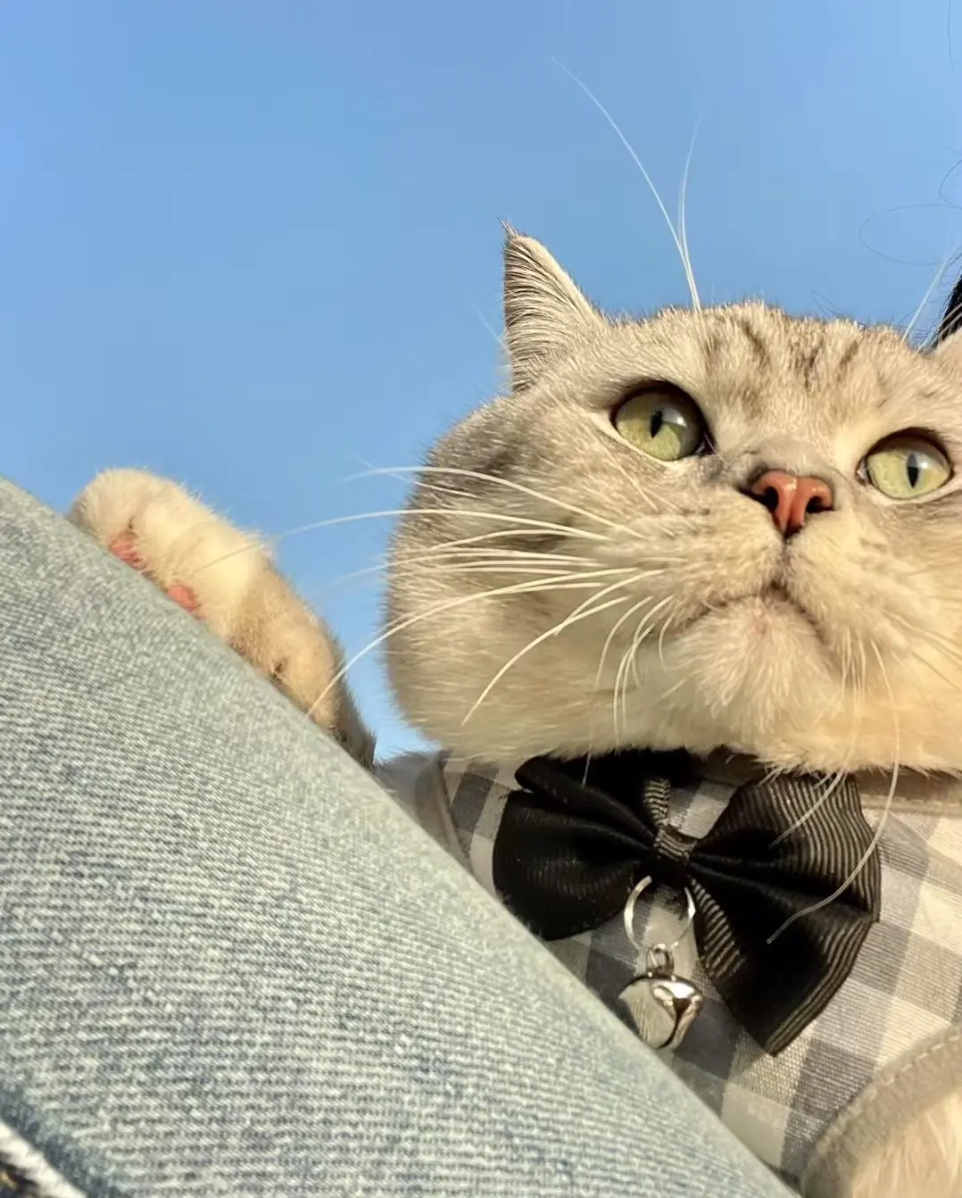 找猫的第二天