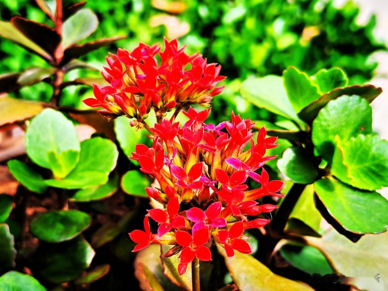 鲜艳的红色花朵与翠绿的叶片相映成趣，充满活力与生机！🌺🌿
