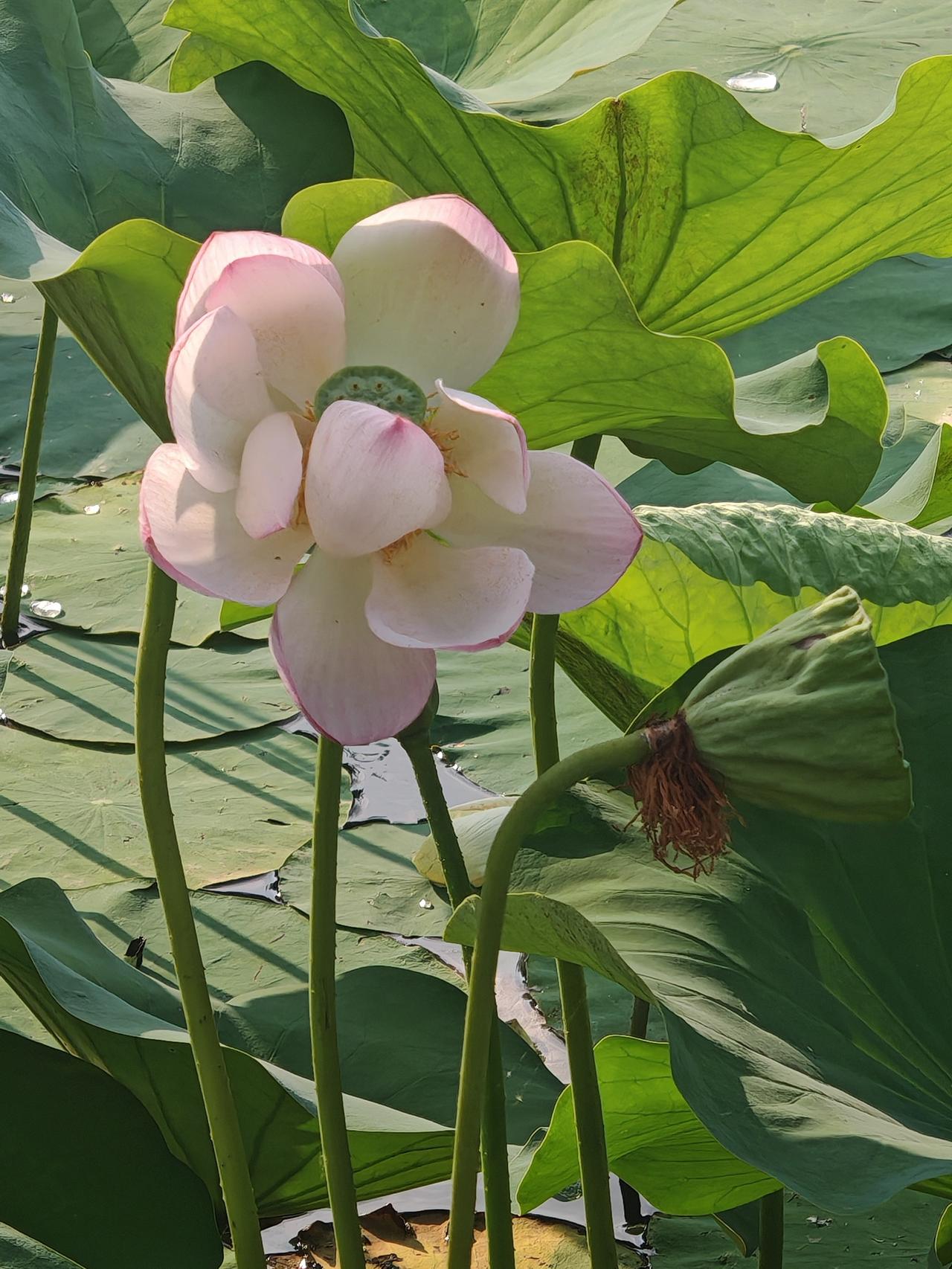 招手荷花