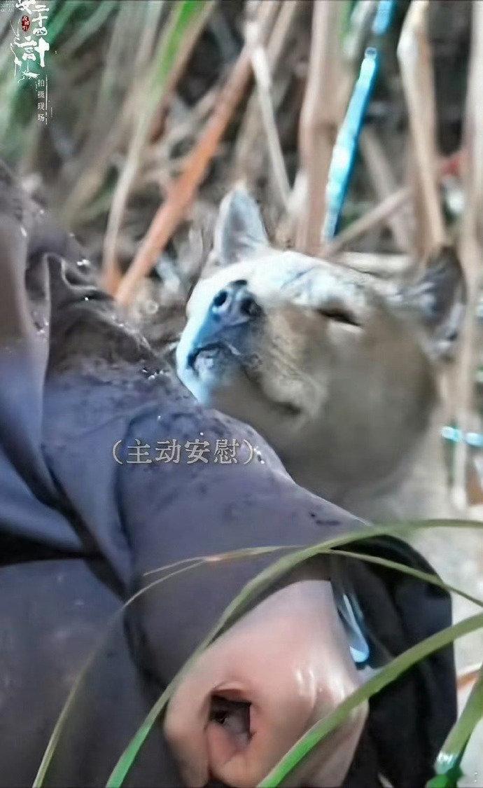 小狗不知道演戏只知道成毅很难过 真心推荐大家看《长安二十四计》，成毅对角色情绪把