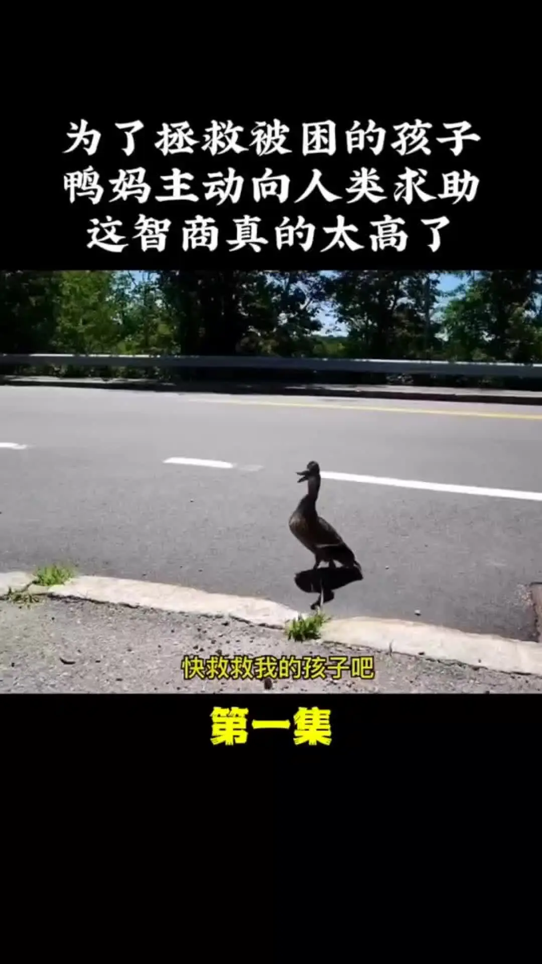 动物的迷惑行为
