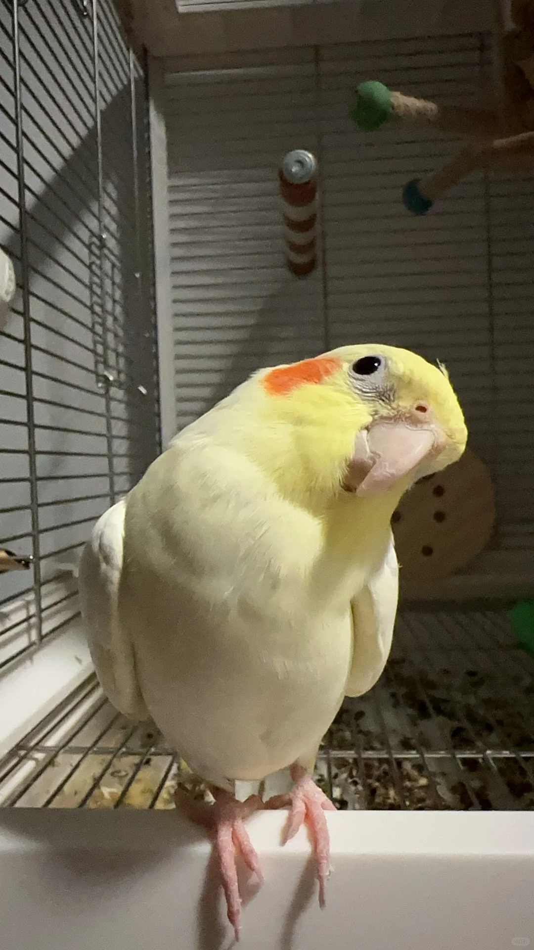 来云吸鸟呀