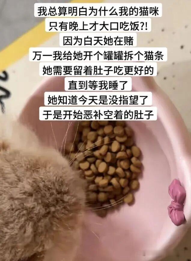 铲屎官悟了啊