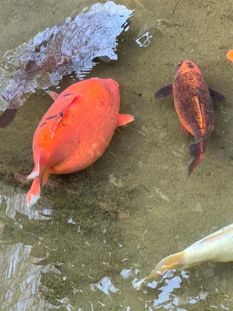 要笑到肚子疼了[笑哭][笑哭][笑哭]
2月4日，一媒体报道，河南省南阳市一位喜