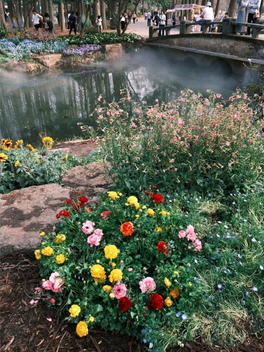 南京！植物园南园💐绝美莫奈花园3.11实拍📸