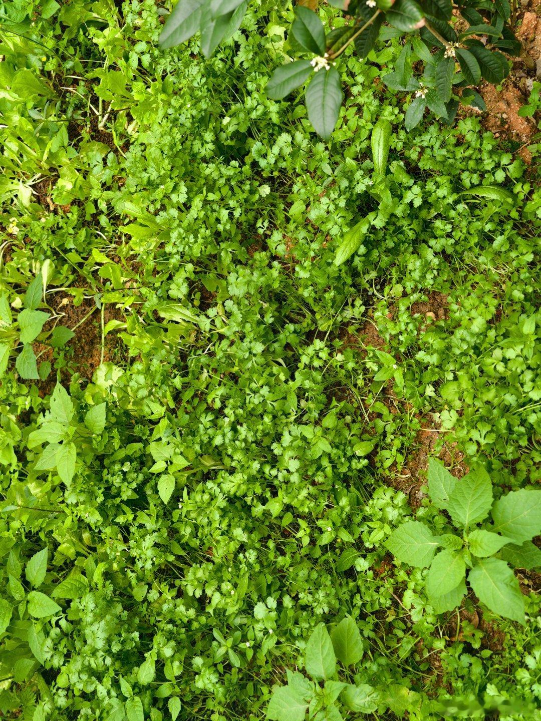 又收菜啦！！！我是种菜小能手啊！可以做个小炒黄牛肉了！！哈哈哈哈哈哈哈... 