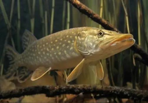 我舅老爷从十来岁就开始捕鱼，捕了一辈子，他最喜欢捕狗鱼，狗鱼个头大，凶猛有力，，