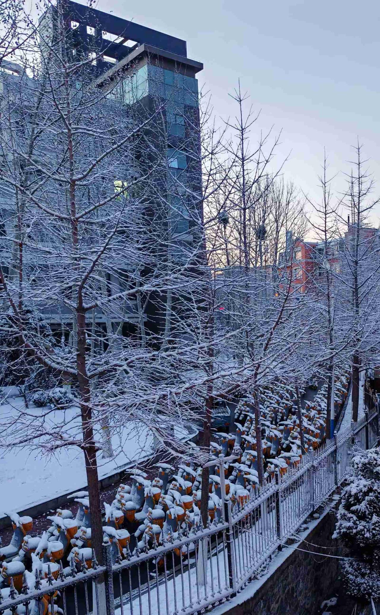 我的今日状态：😁轻松愉快
我这里的天气：☀️雪天，夜里静悄悄的下雪啦，晨起望着