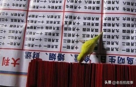 街头又见叨卦鸟:小的时候，在一个秋季的下雨天，村子里来了一个用鹦鹉叨卦的算命先生