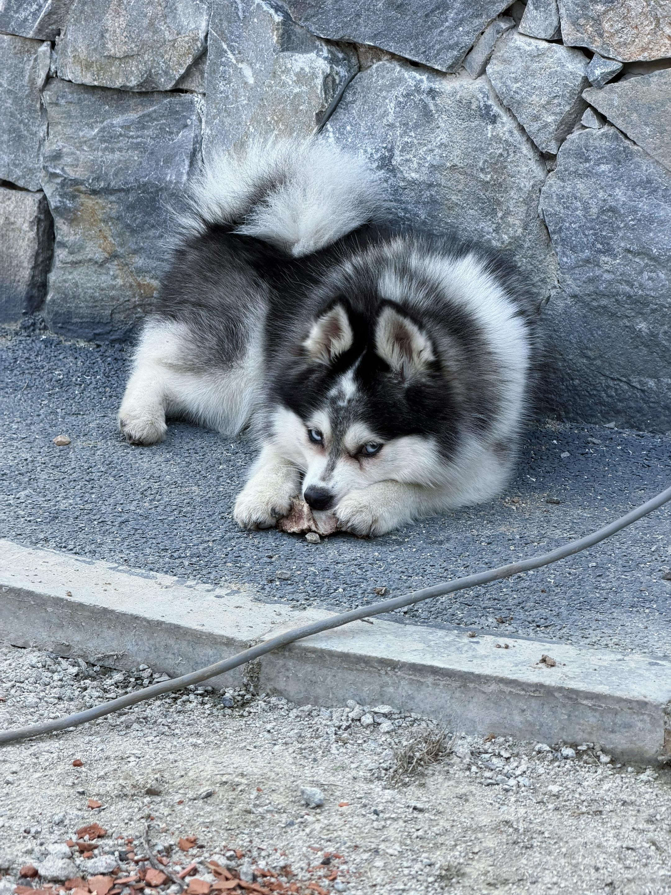 狗届妲己电瓶cei