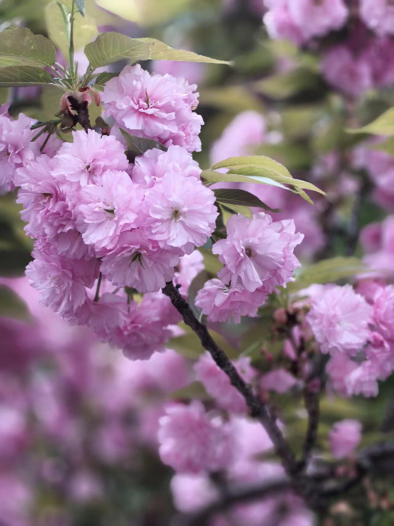 春天的温柔藏在每一个小美好里，暖阳拂面、花开枝头、悠闲散步、窗边赏春都格外治愈，