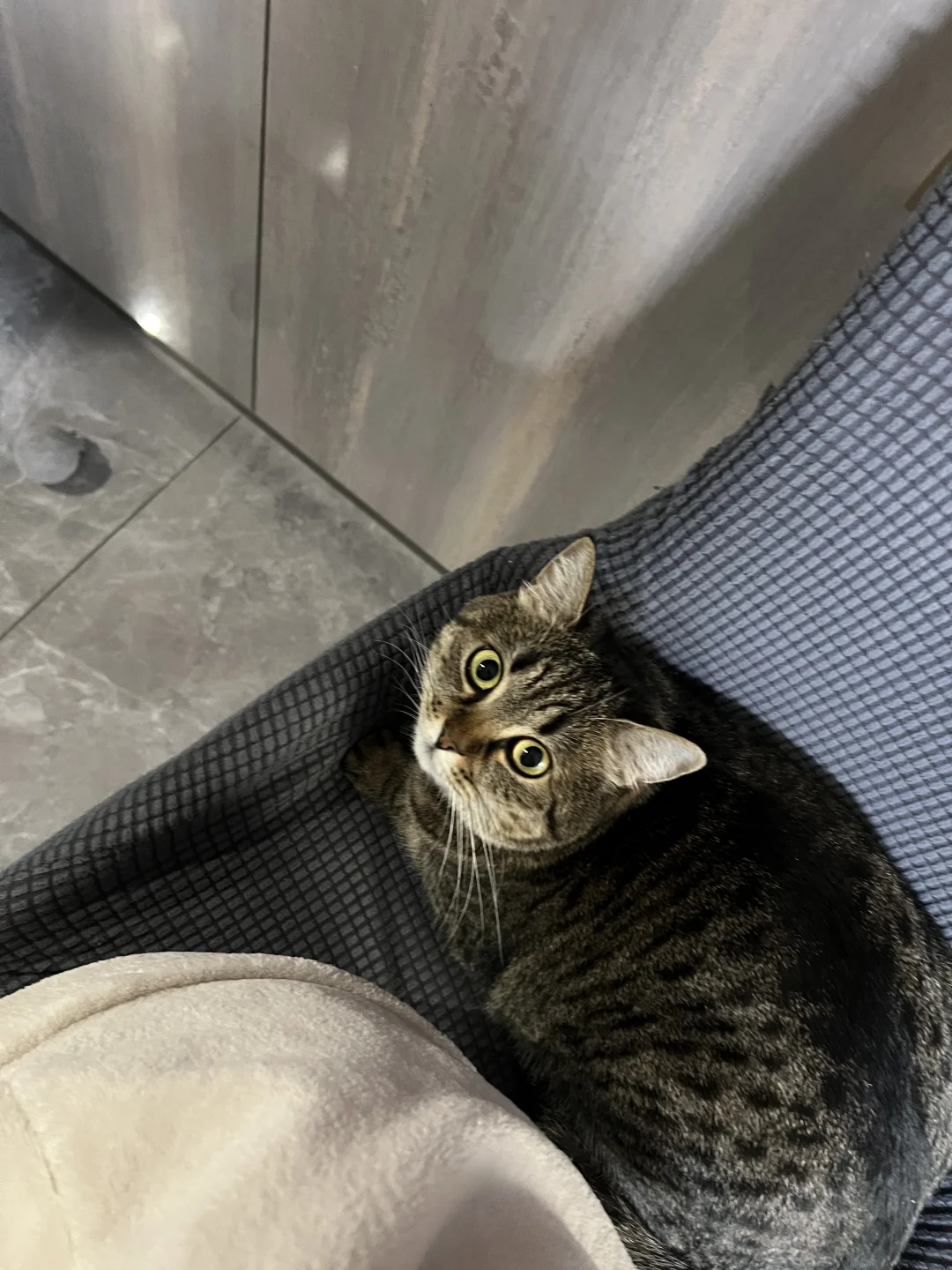 养猫人吃饭都只能坐半边屁股