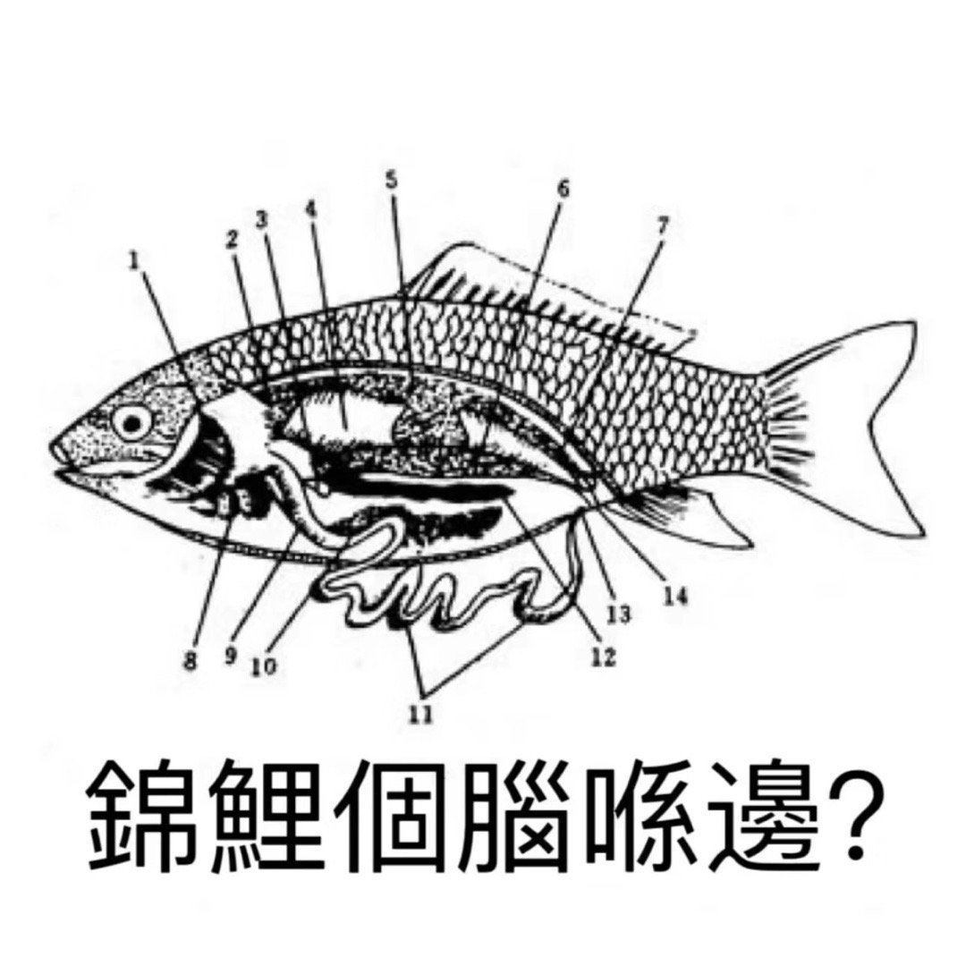 一些无法无天的粤语锦鲤表情包[彩虹屁] ​​​