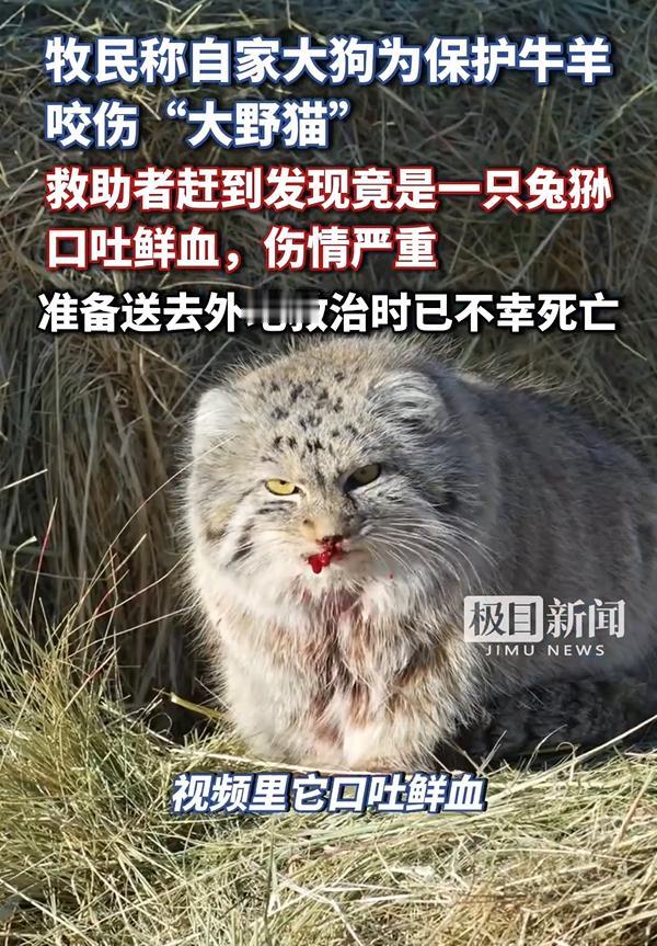 还好是牧羊犬干的！内蒙古，一只大狗发现附近有“野猫”出没，为了保护羊群，它冲上去