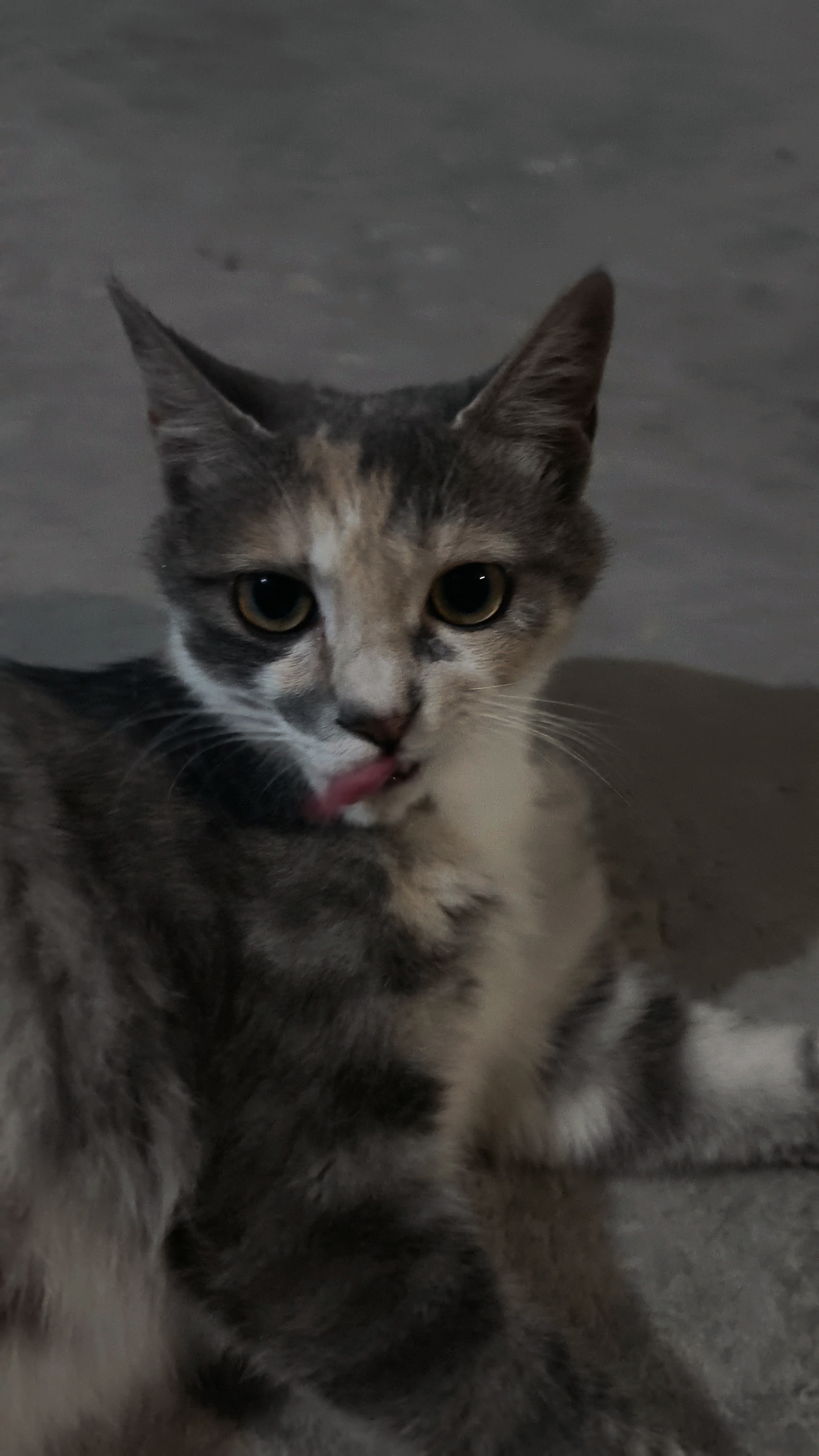 这孩已经是5个猫的妈了