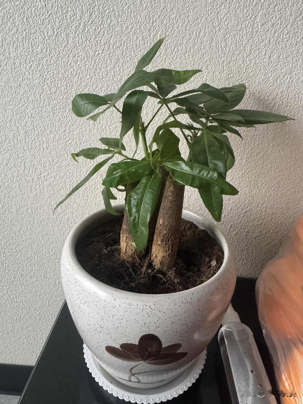 🌿 我的发财树小盆栽

家里这盆发财树，是我去年冬天搬回来的小家伙。三根粗粗的