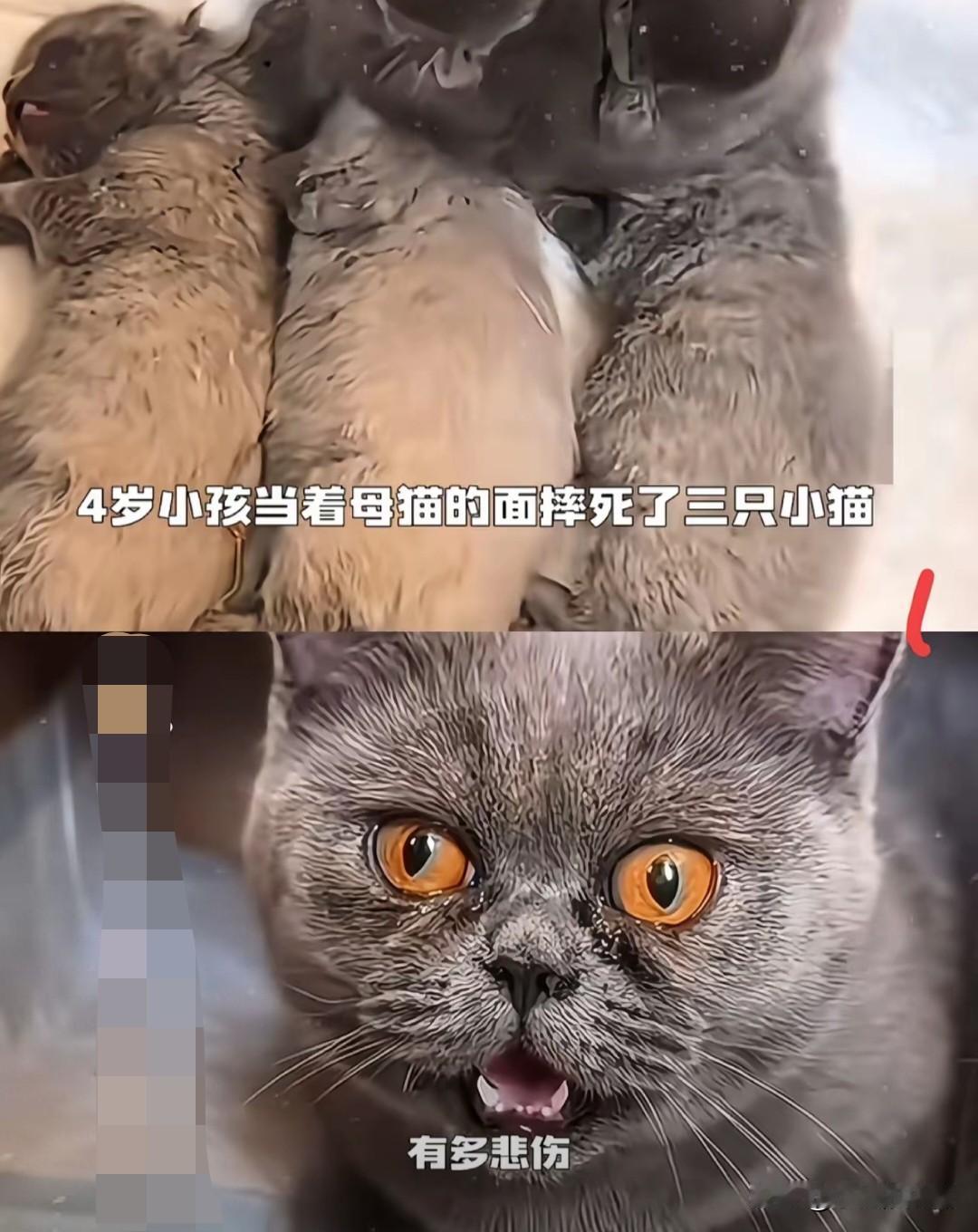 6岁男孩当面摔死幼猫，母猫流泪一幕刺痛全网！

> 教育缺失的代价，往往由最无辜