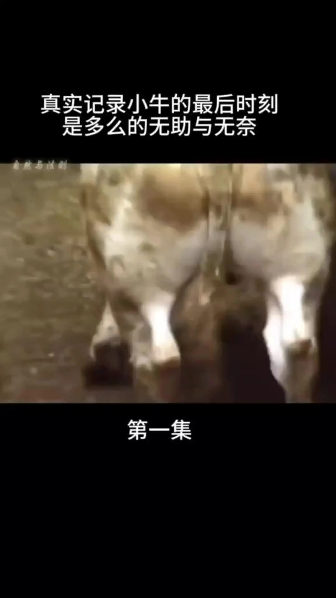 我的观影报告 人与自然和谐共处