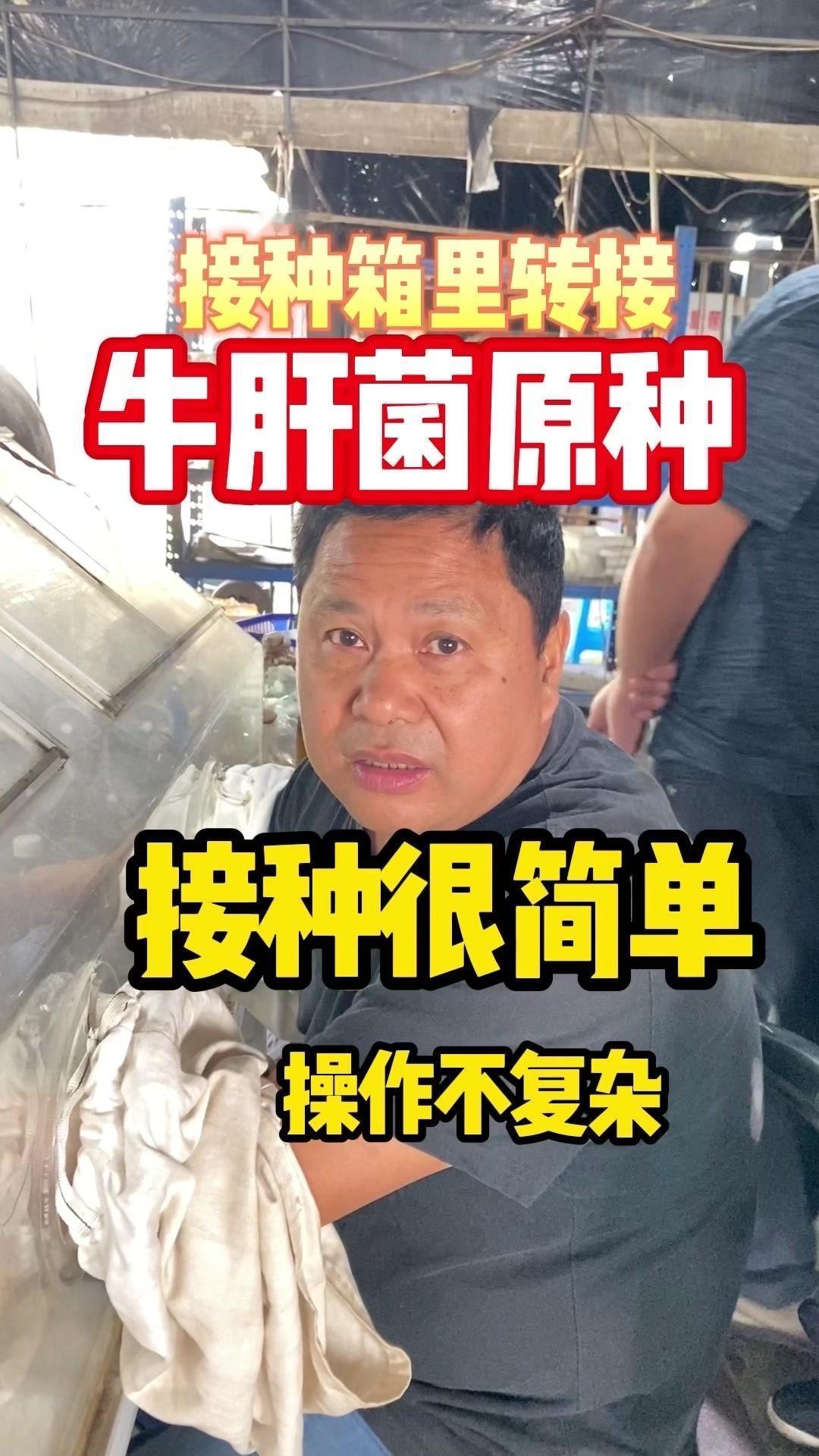 🍄牛肝菌原种转接，操作超简单！看到没，牛肝菌原种转接其实很简单。先准备650毫