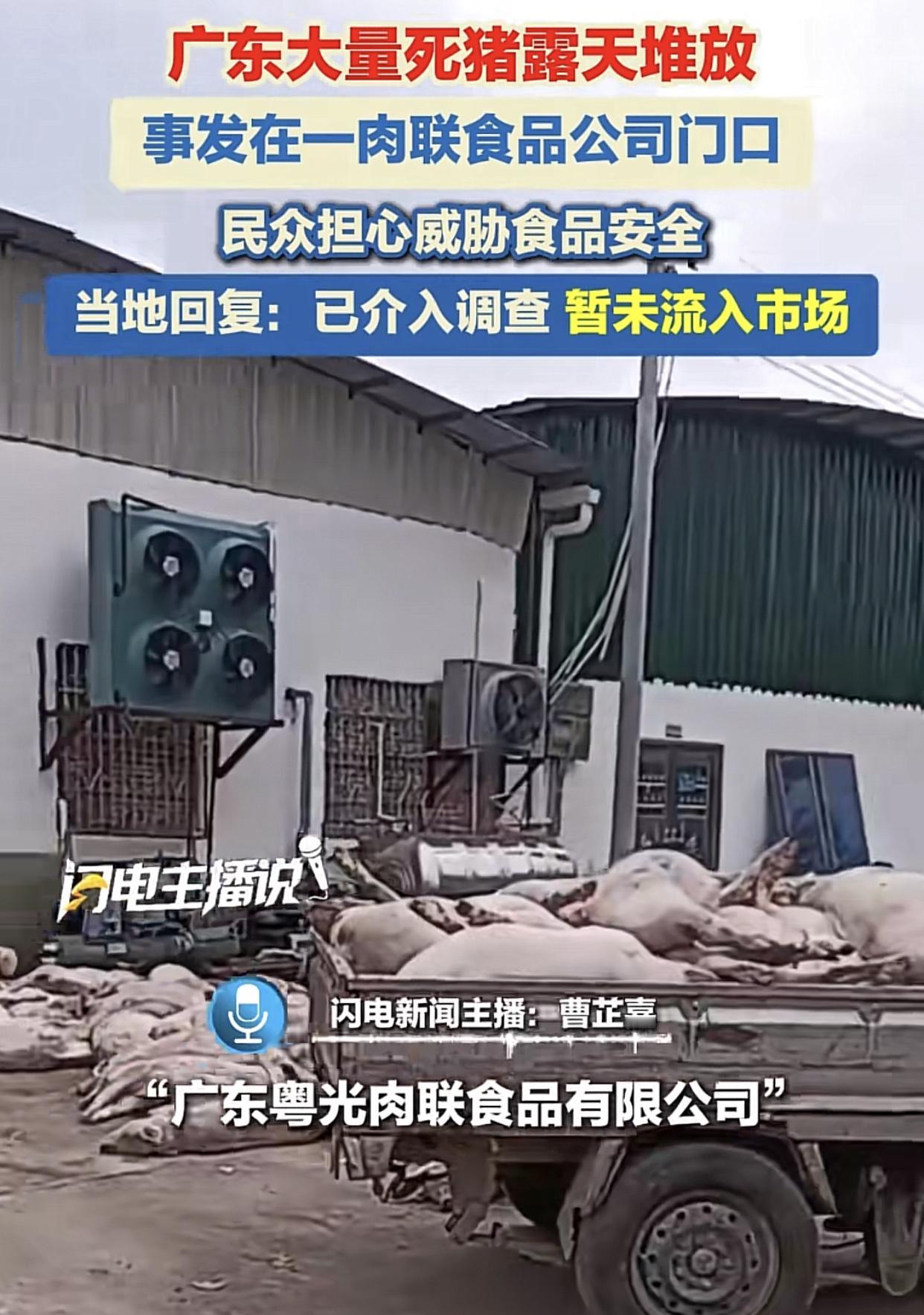 广东罗定某肉联厂大门口发现堆积小山一样的死猪被曝光！当地有关部门：暂未流入市场，