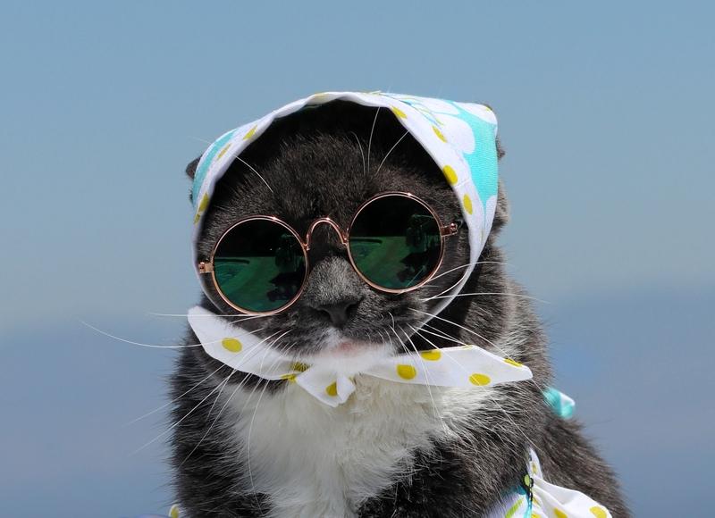 果然慈母多败咪！你家猫被你惯坏了吗？
 
为什么别人家猫乖巧听话，你家猫却挑食、