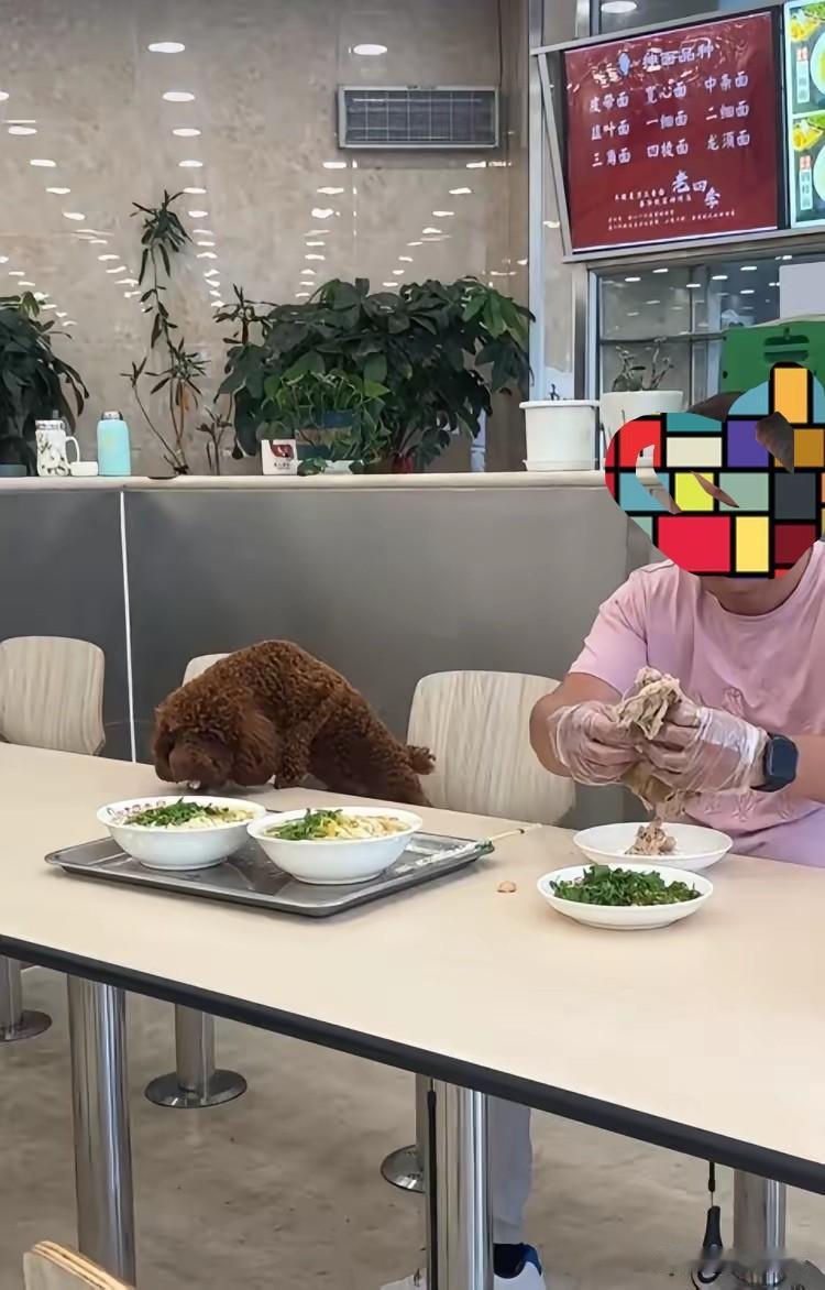 沈阳这家面馆人狗同食事件后，面馆老板也喊冤，我们劝阻男子了，可他不听，我们也没办