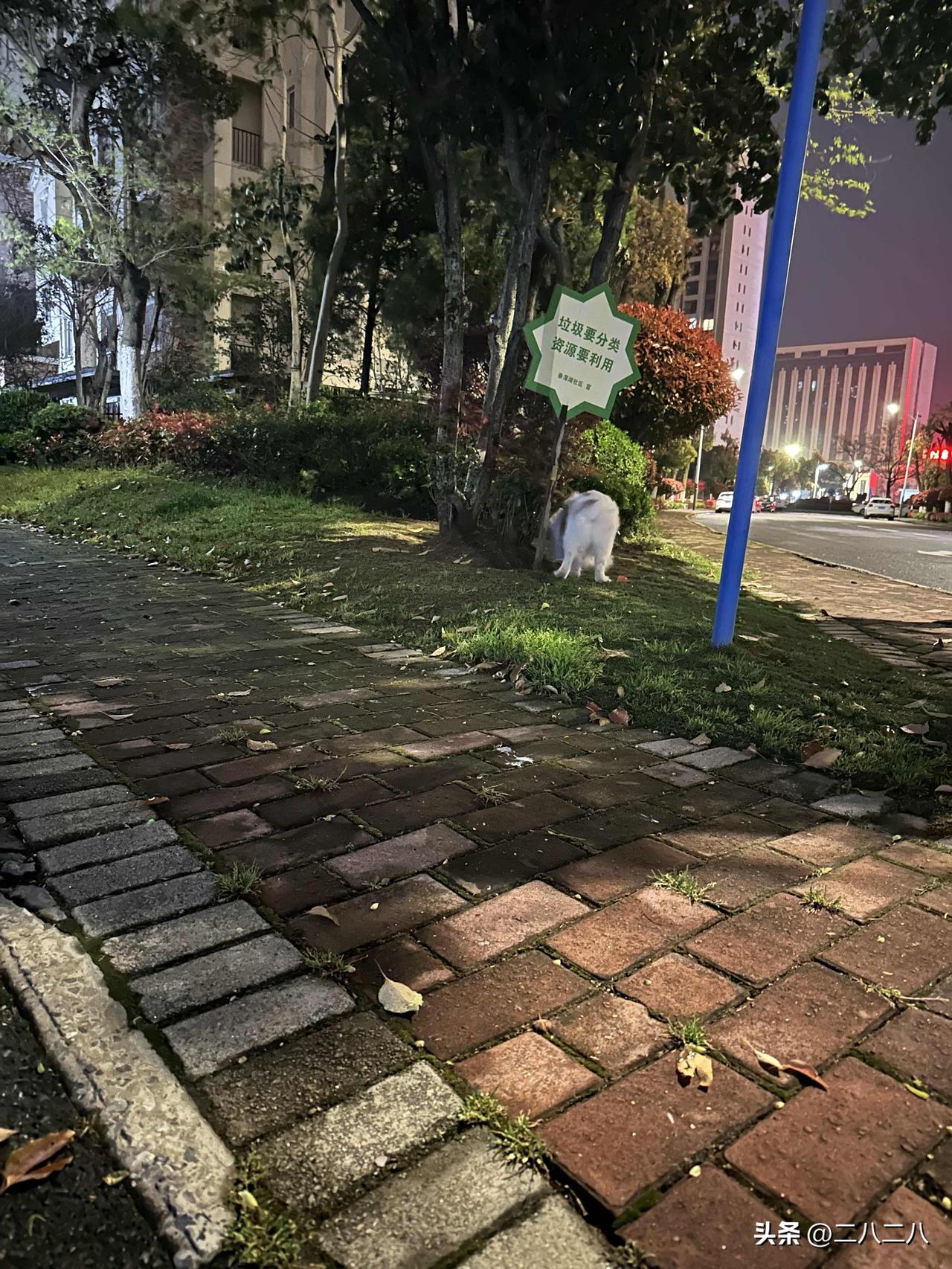 十多年前搬到这个小区后，养狗就让我有了思想觉悟。

以前住在老旧小区，都是老街坊