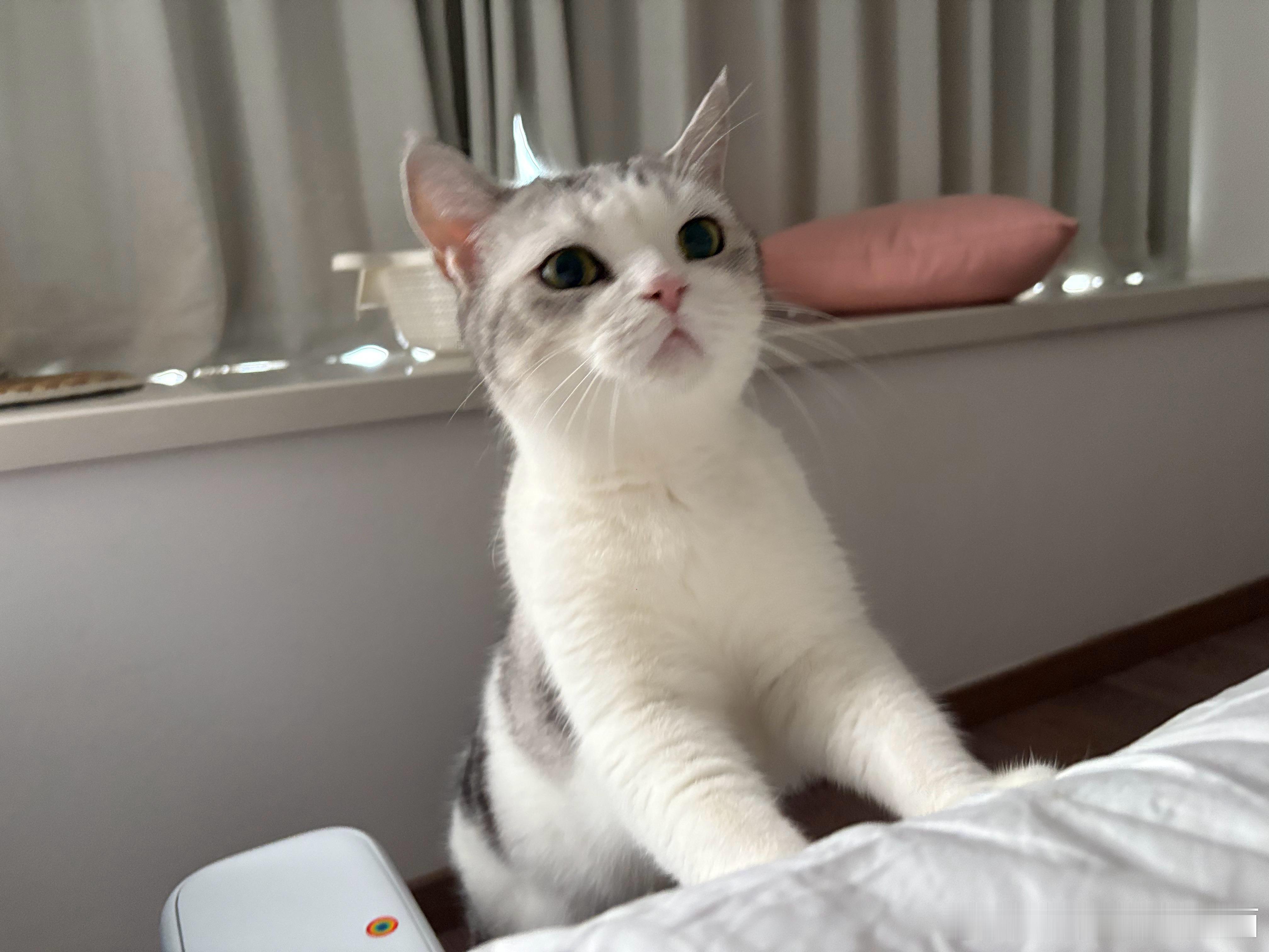 就喜欢不起床逗小猫。早晨的小猫雪白雪白的，像一团发面包子[兔子] ​​​