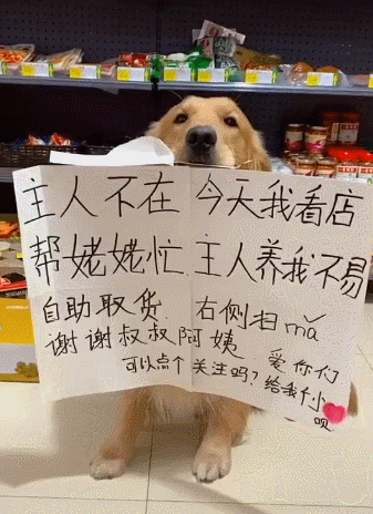 金毛帮主人看店，狗狗售货员上线！看到有钱进账，还呲牙一笑！
金毛：好了哥，我看见