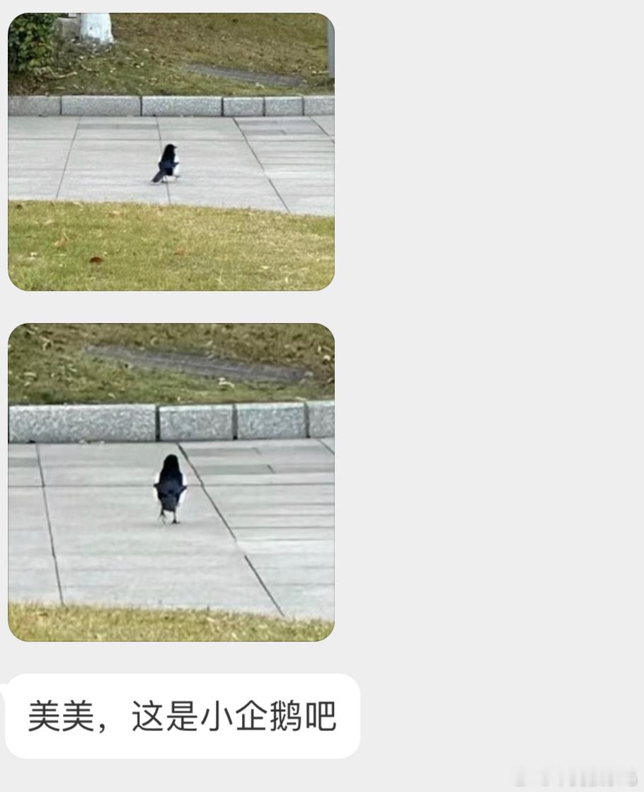 ？？？把喜鹊拍出了企鹅🐧的感觉 ​​​