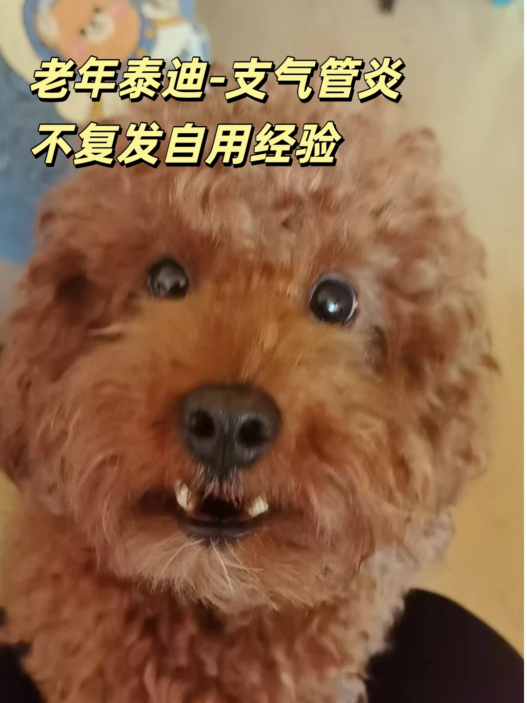 老年犬支气管炎｜不反复干货经验分享