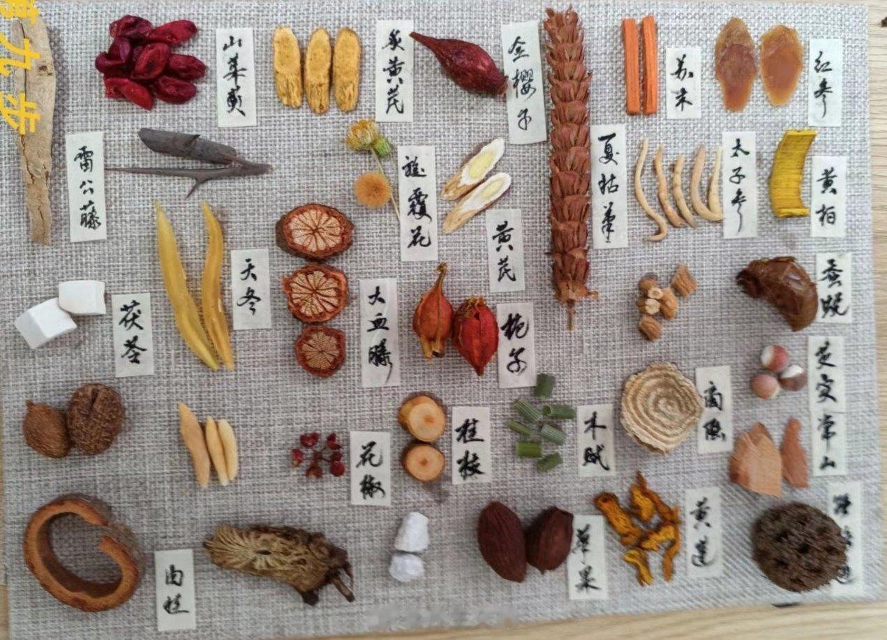 “ 中药标本欣赏 ... ” ​ ​​​