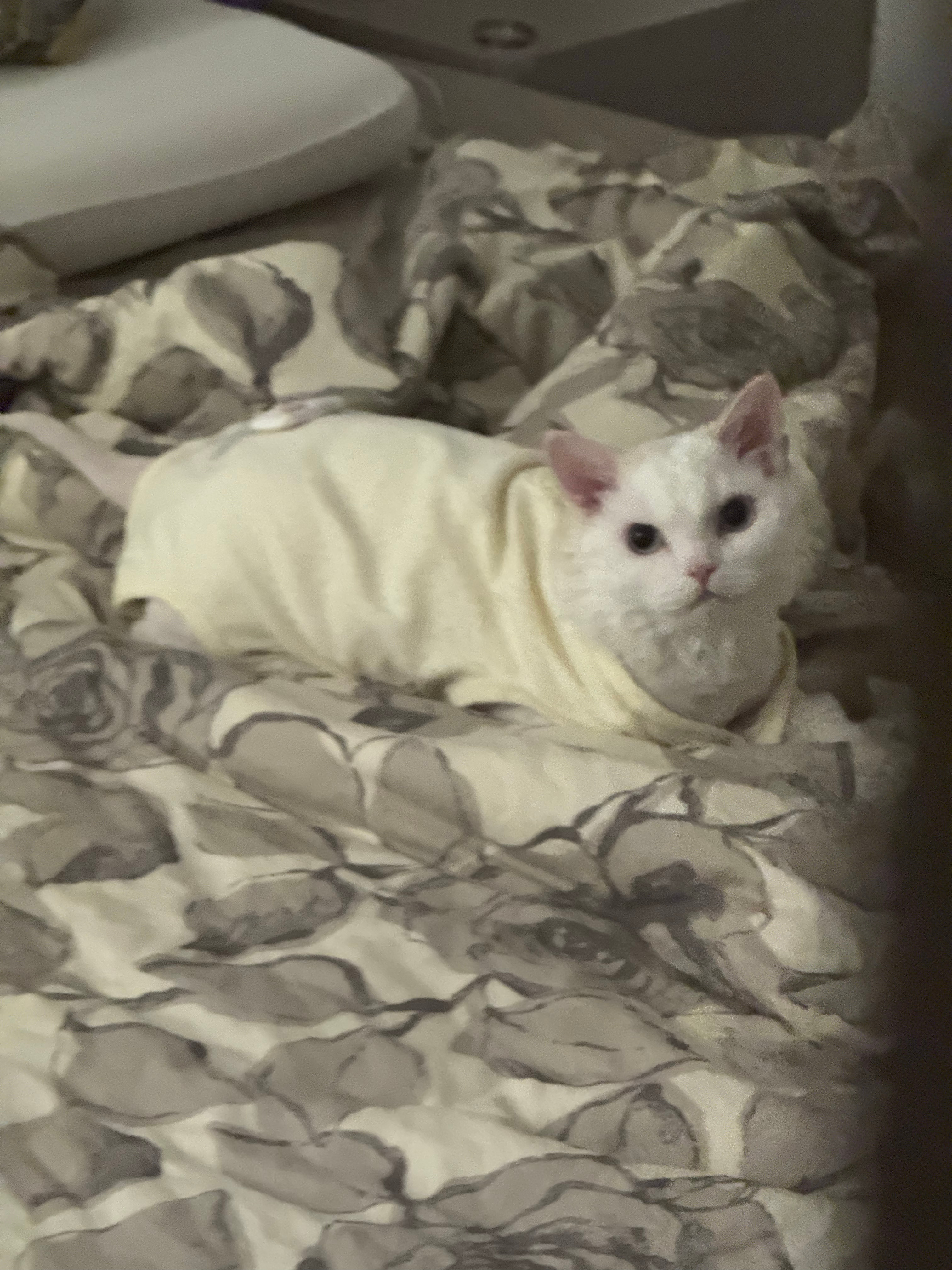 略使小技已萌翻 