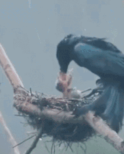 冒着瓢泼大雨给孩子喂食
本以为是感动一幕
结果