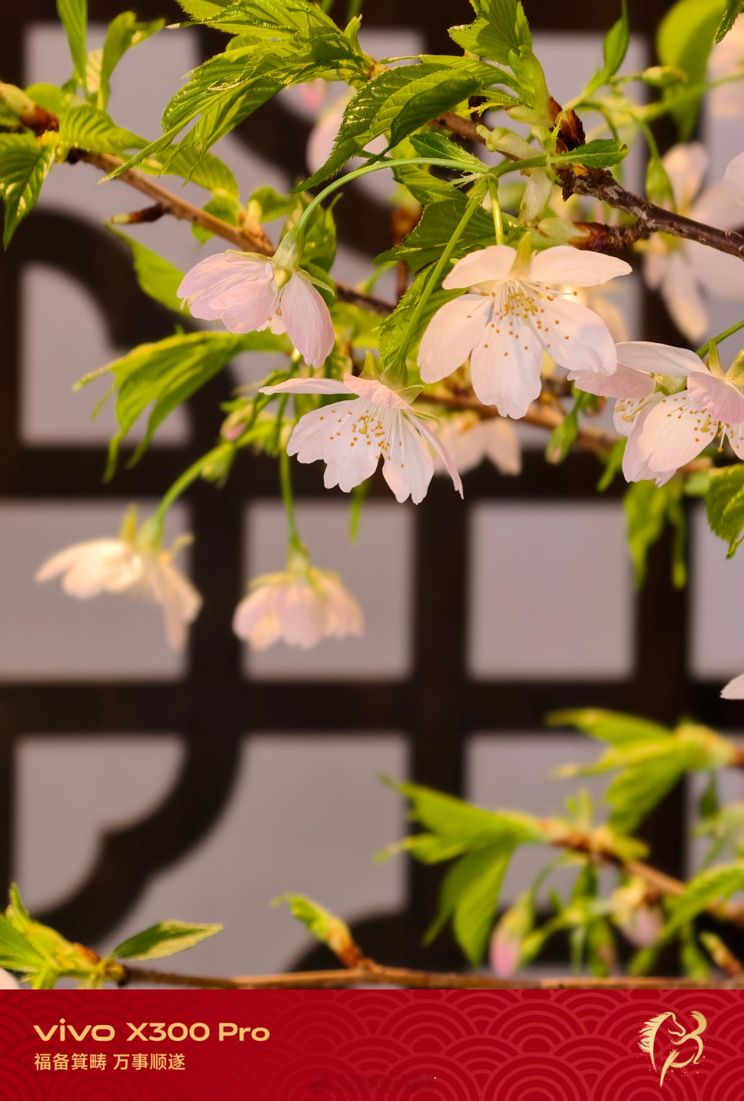 《早樱迎春｜玉渊潭的樱花开了，快冲》乙巳年腊月二十三正值北方小年，玉渊潭公园西门