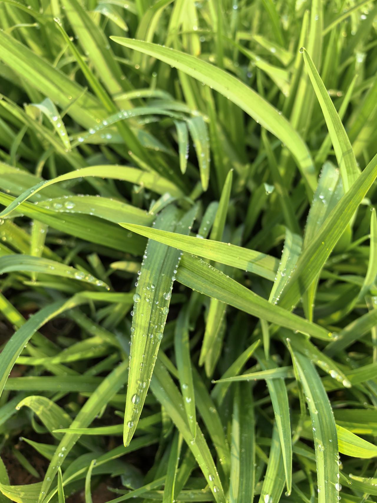 分享一张自然风景的照片这组雨后绿叶的图片，是今天用手机自拍的。雨后的绿叶，所展现