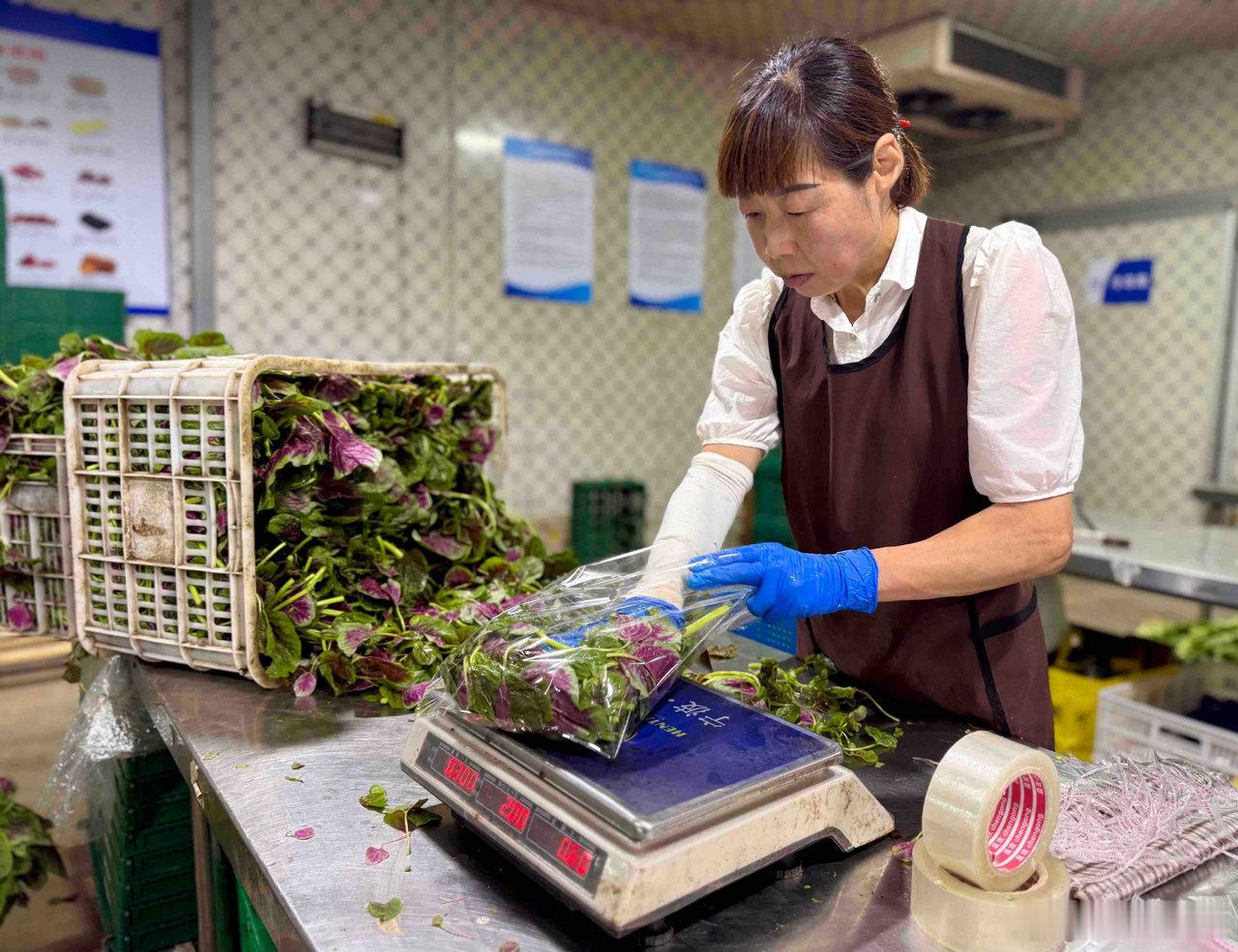 梅汛抢收保供稳住宁波菜篮子 昨夜宁波遭遇雷暴大雨，今早降雨间歇，鄞州尚蔬园市级菜