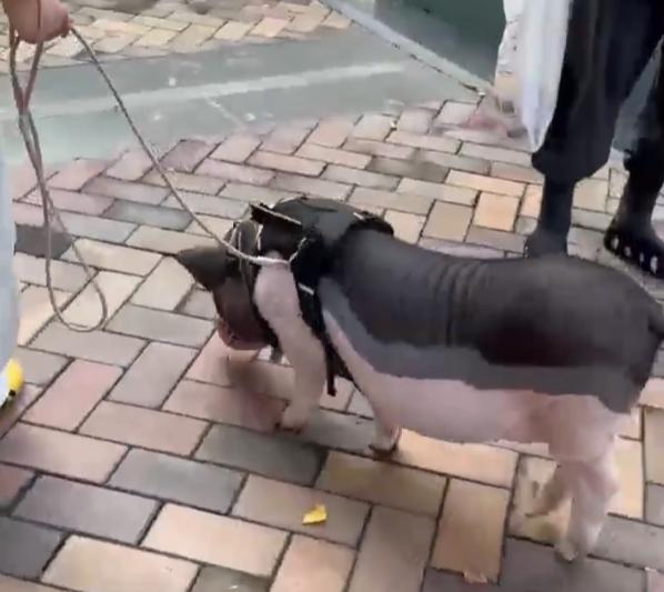 听说过代遛狗的，第一次见代遛猪的。
近日，成都一女生分享了自己“上门代遛猪”的视