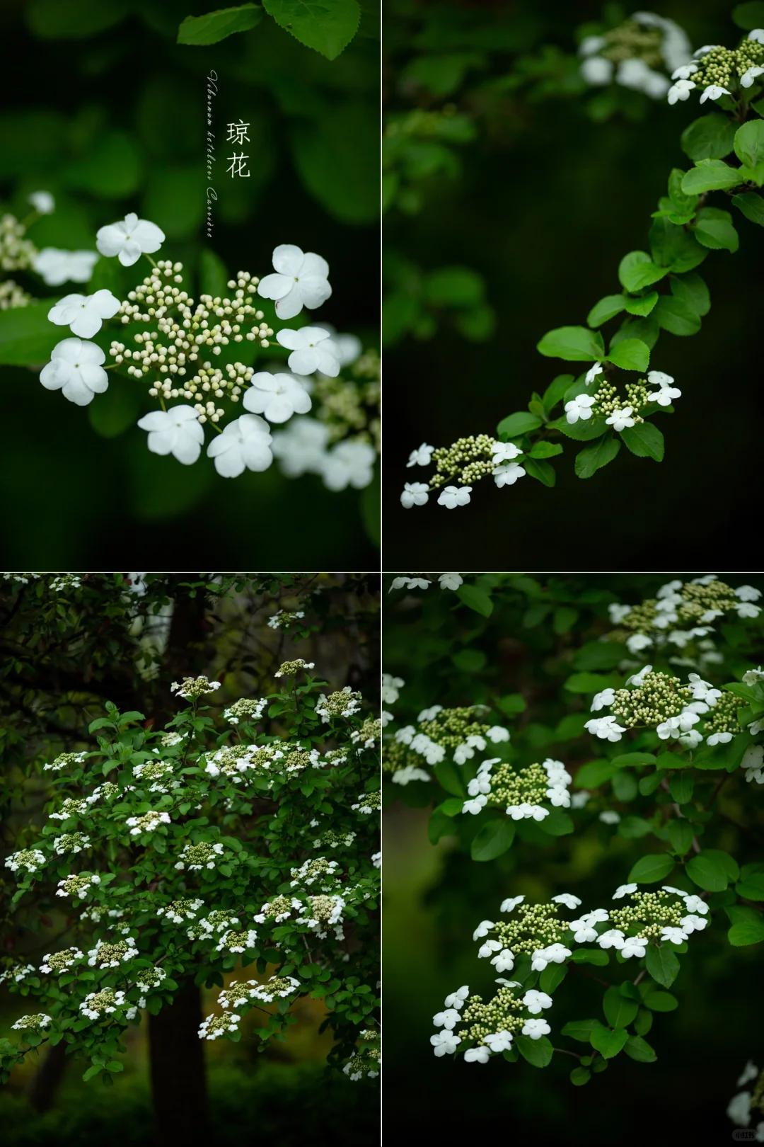 为春天写诗|琼花