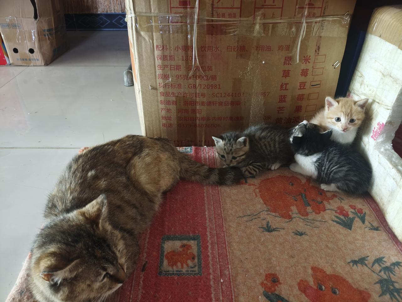家里的老花猫偷偷生娃，一下子给了三个小捣蛋！

真是没想到啊，家里这只平时懒懒散